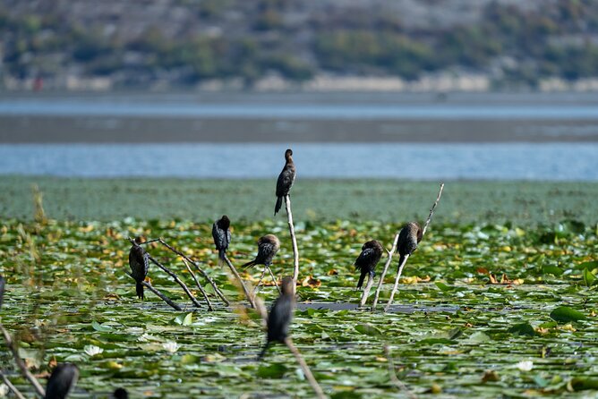 1-hour Kayak Adventure through Skadar Lake from Virpazar - Heat, breaks, and the real one-hour timing