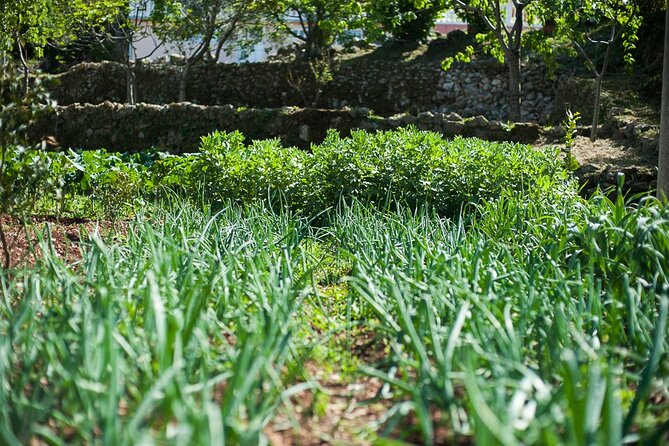 Olive oil farm to fork experience & short walking tour of Kotor - Meeting Ilija and hearing about farm life