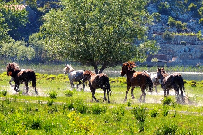 Podgorica Historic, Safari and Winery tour - Skadar lake and River Crnojevica - Mrkan Winery and the best meal break
