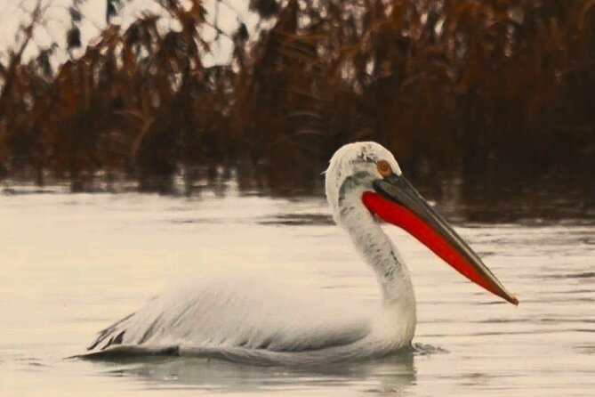 Skadar Lake National Park: Birdwatching & Photography Tour - Why the early start matters on Skadar Lake