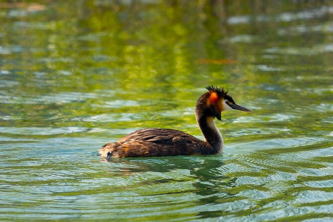Skadar Lake National Park: Birdwatching & Photography Tour - The Morača River, a stronger nature focus