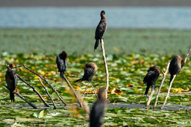 Skadar Lake National Park: Birdwatching & Photography Tour - How the two-hour format shapes the experience