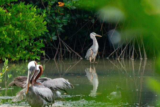 Skadar Lake National Park: Birdwatching & Photography Tour - Group size, safety, and comfort