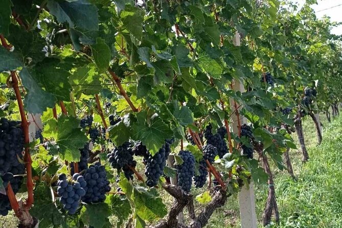 TASTE OF MONTENEGRO - Gastro Private Tour of wine and food - Pickup From Budva, Kotor, Tivat, Or The Airport