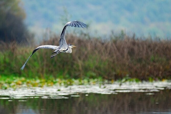 Virpazar Skadar Lake National Park Guided Boat Tour - Kamenik’s reeds, canals, and bird reserve